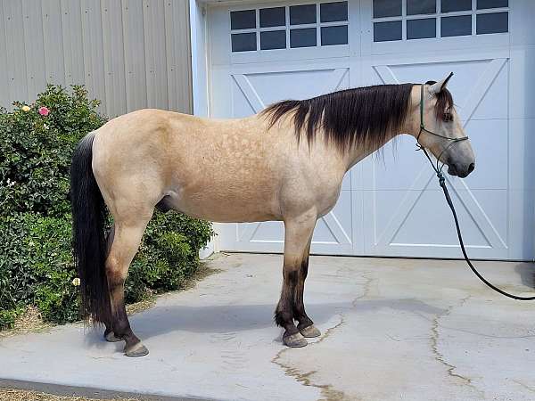 buckskin-kentucky-mountain-gelding