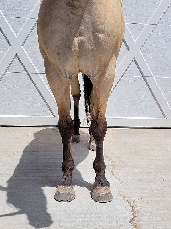 buckskin-gaited-horse