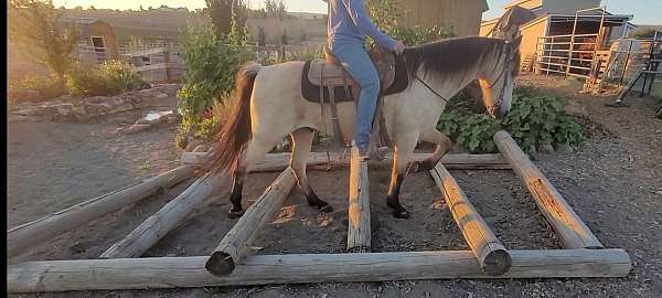 gaited-kentucky-mountain-horse