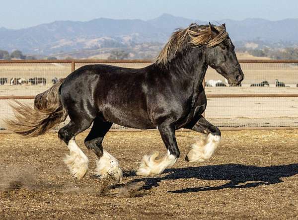 medium-gypsy-vanner-horse