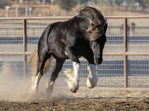 striking-gypsy-vanner-horse