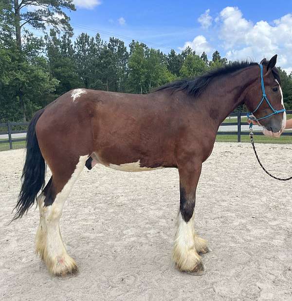 bay-clydesdale-gelding