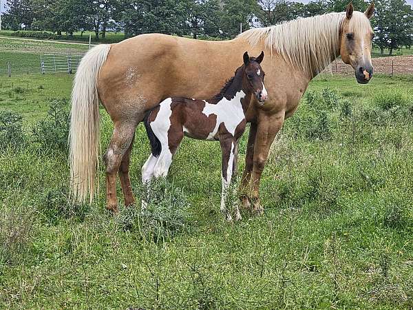 foals-for-sale-horses-sale-in-wisconsin-paint