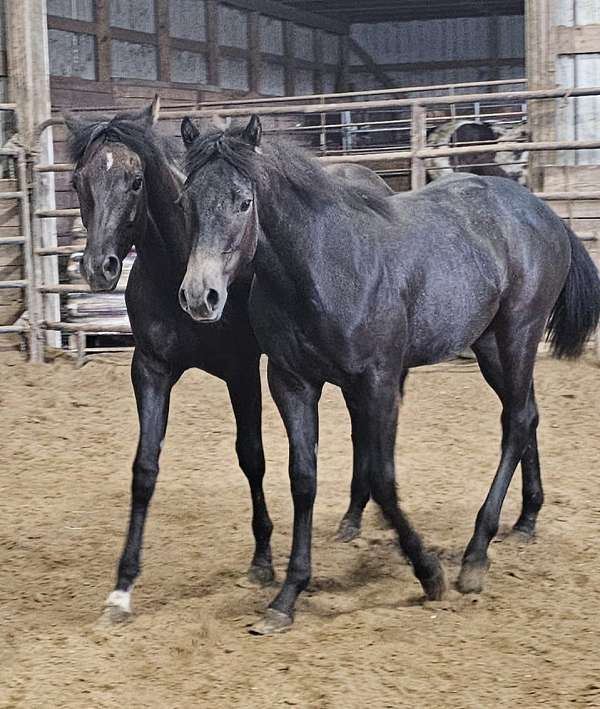 horses-for-sale-in-wisconsin-filly