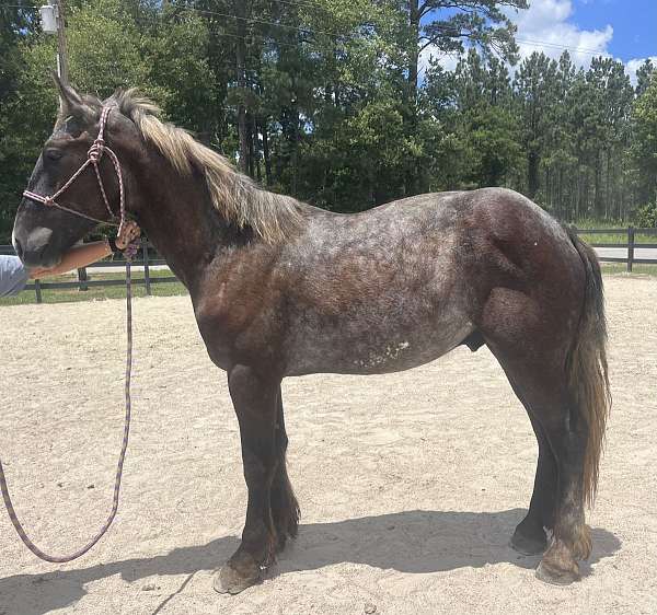 grey-percheron-gelding