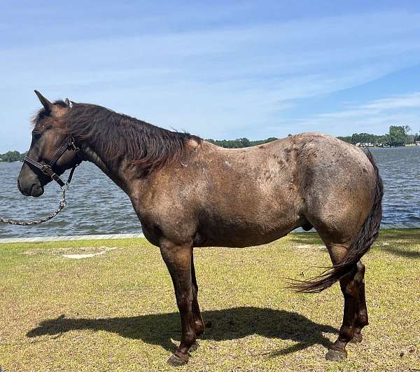 blue-roan-quarter-horse-gelding