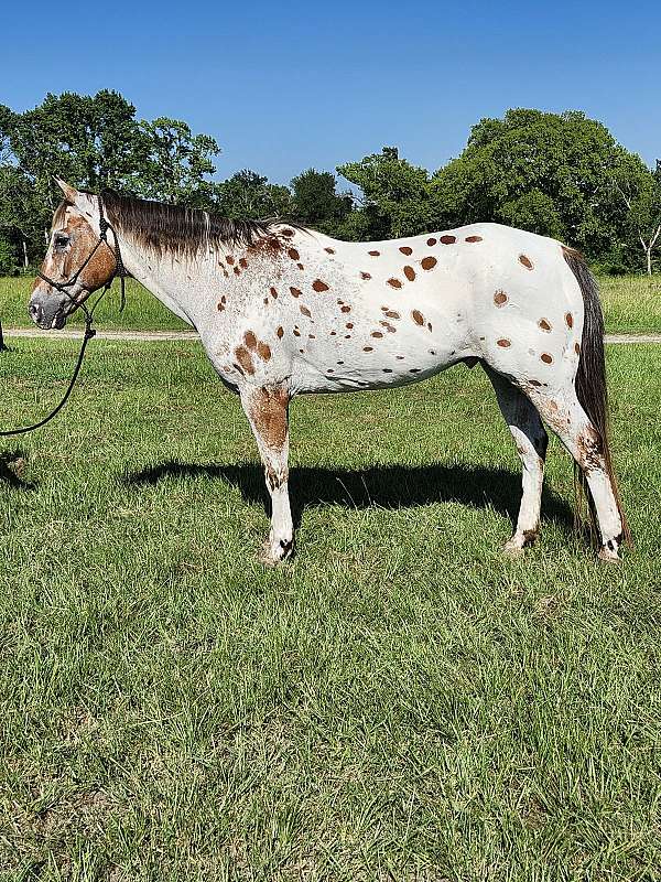 flashy-appaloosa-horse