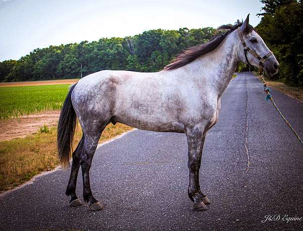 all-around-andalusian-horse