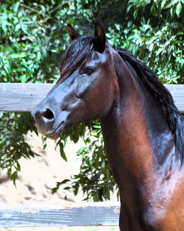 black-filly-morgan-horse