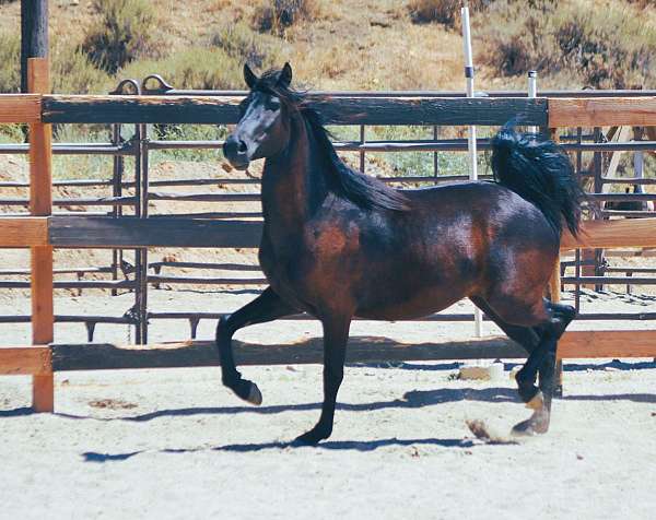 easy-to-work-with-morgan-horse