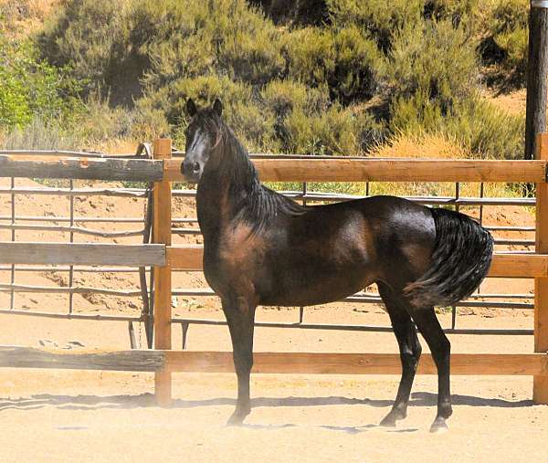 fillys-morgan-horse