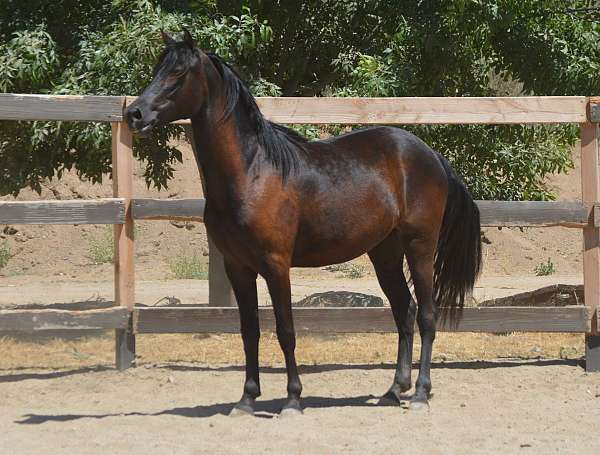 good-with-farrier-morgan-horse