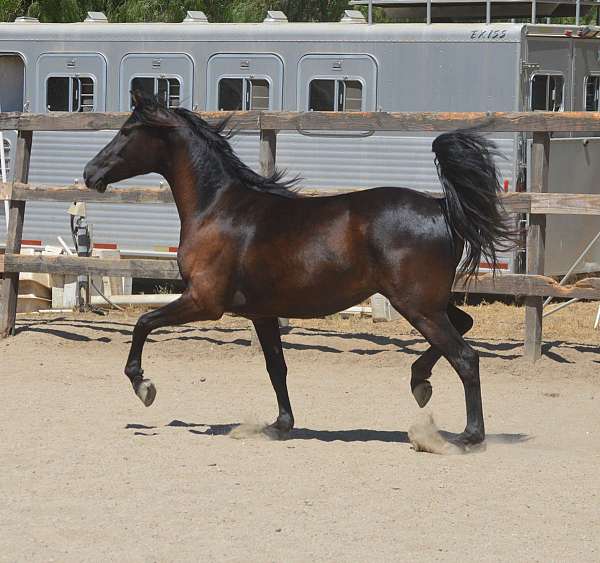 great-personality-morgan-horse