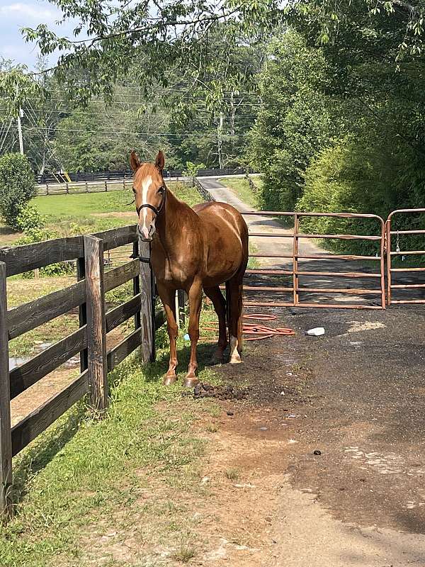 quarter-horse-mare