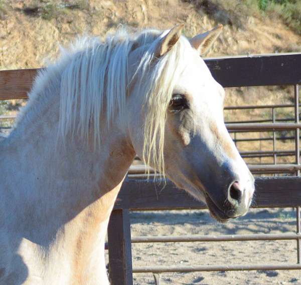 beautiful-palomino-morgan-horse