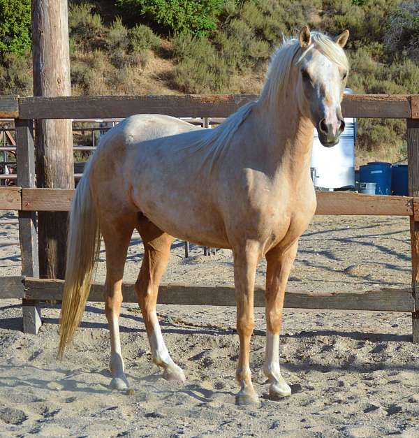 frost-morgan-horse