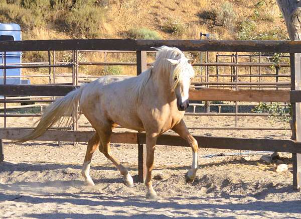 futurity-morgan-horse