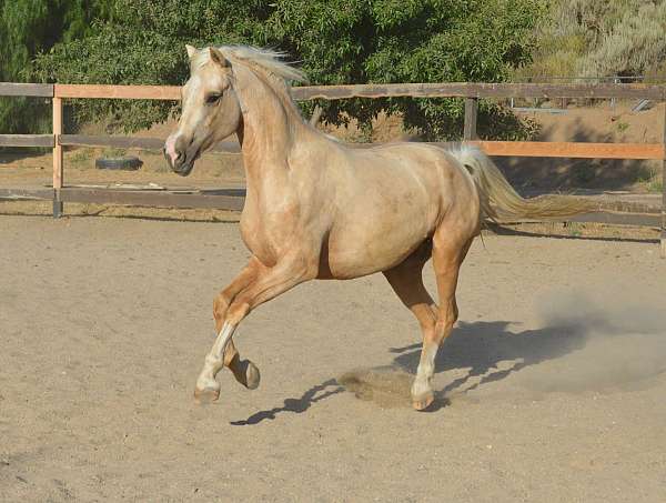 gold-morgan-horse