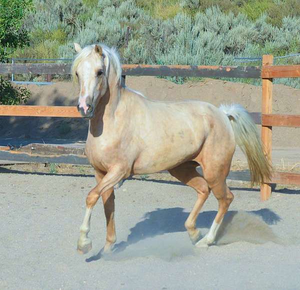 golden-morgan-horse