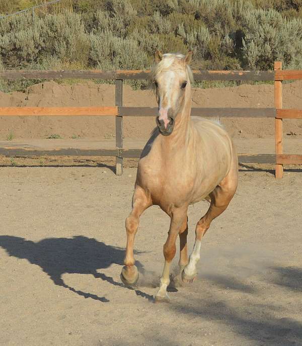 king-morgan-horse