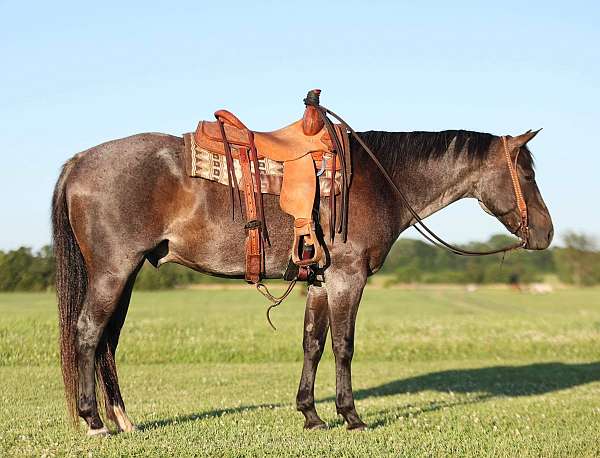 blue-roan-ranch-versatili-horse
