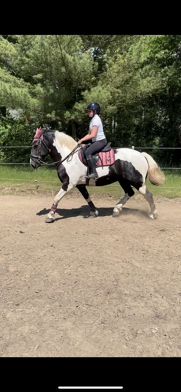 black-overo-percheron-for-sale