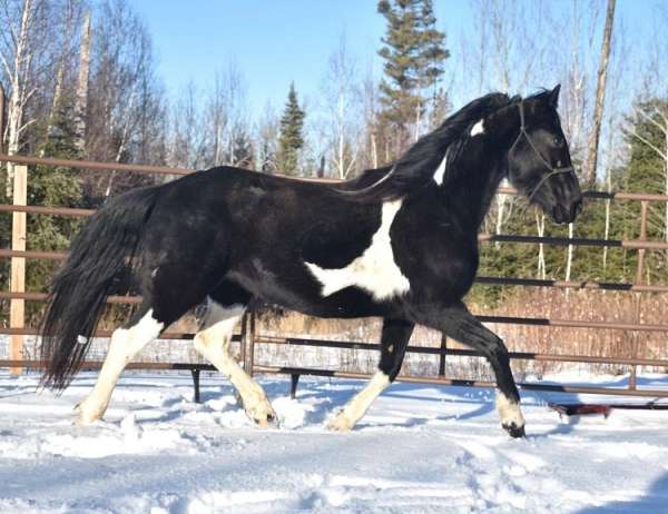 piebald-friesian-mare