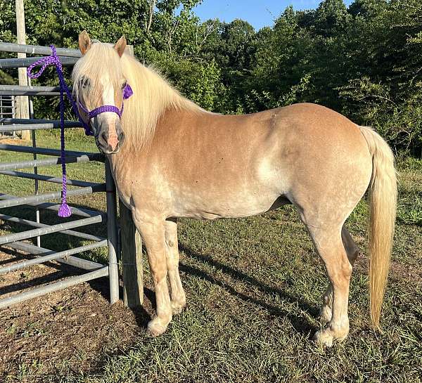 all-around-harness-haflinger-horse