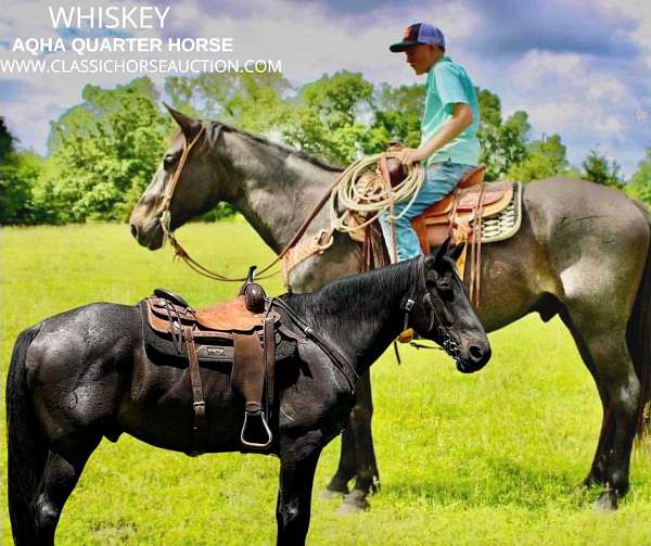 whiskey-gelding