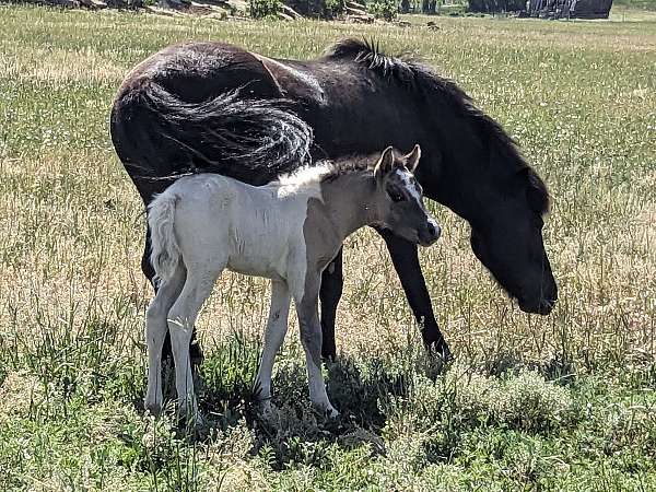 tobiano-with-irregular-blaze-horse