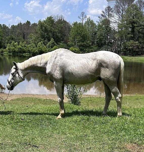 racehor-thoroughbred-horse