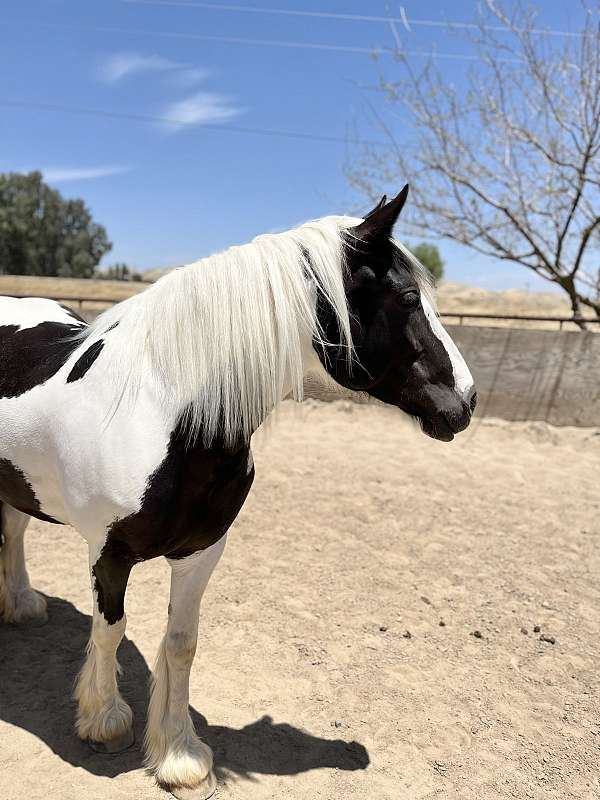 feature-gypsy-vanner-horse