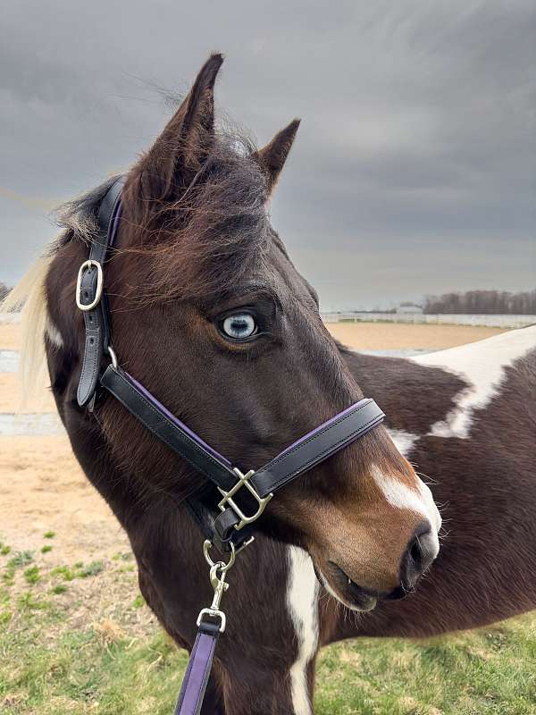 bella-paint-horse