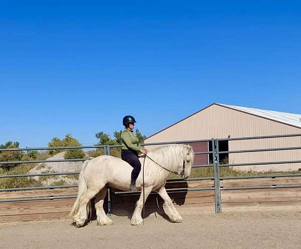 colorado-gypsy-vanner-horse