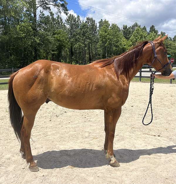 quarter-horse-gelding