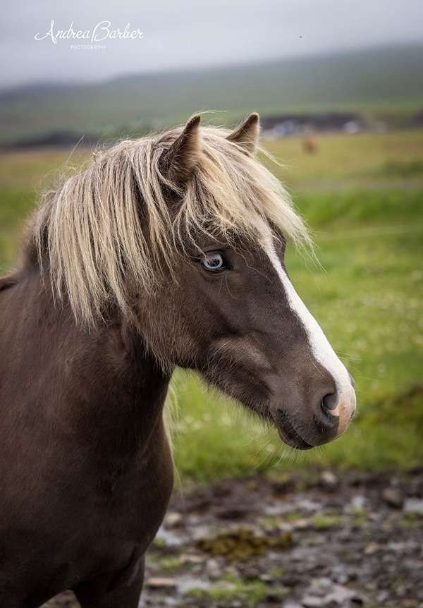 bay-filly-icelandic-horse