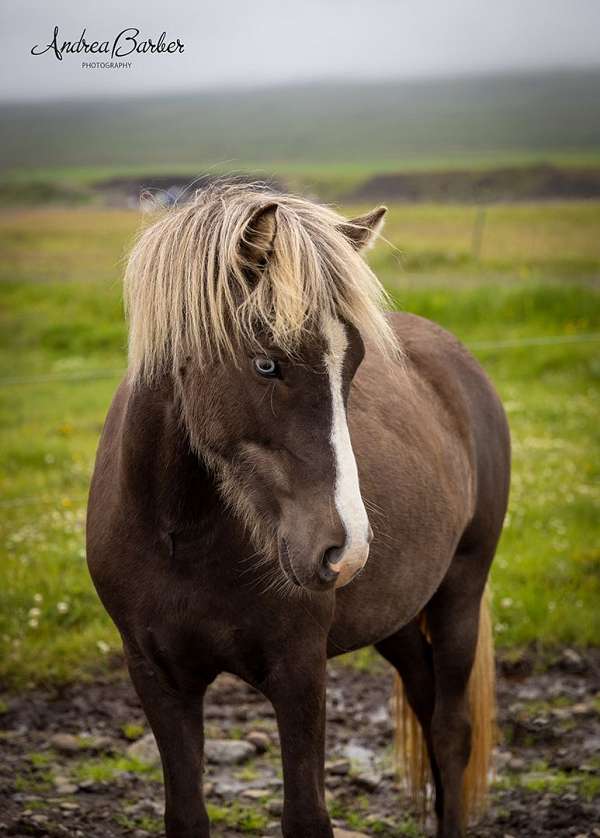 beautiful-bay-icelandic-horse