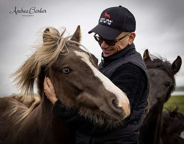 blaze-icelandic-horse