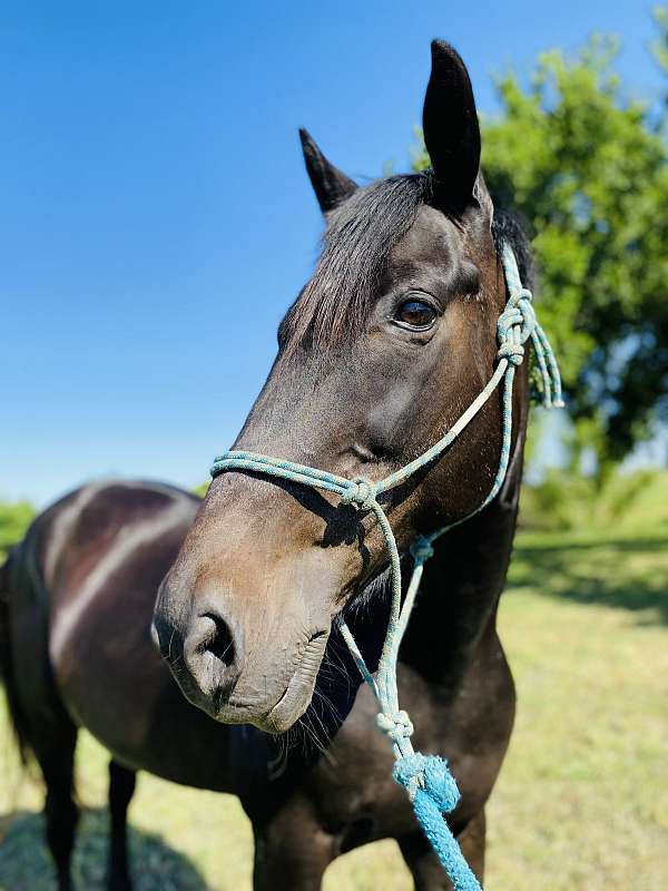 therapy-standardbred-horse