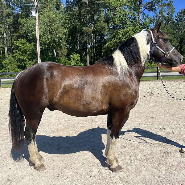 pinto-draft-gelding