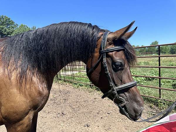 all-around-arabian-horse