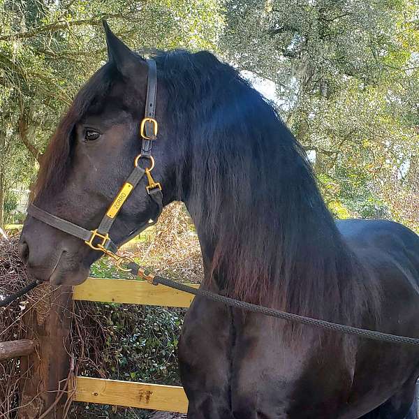 friesian-stallion