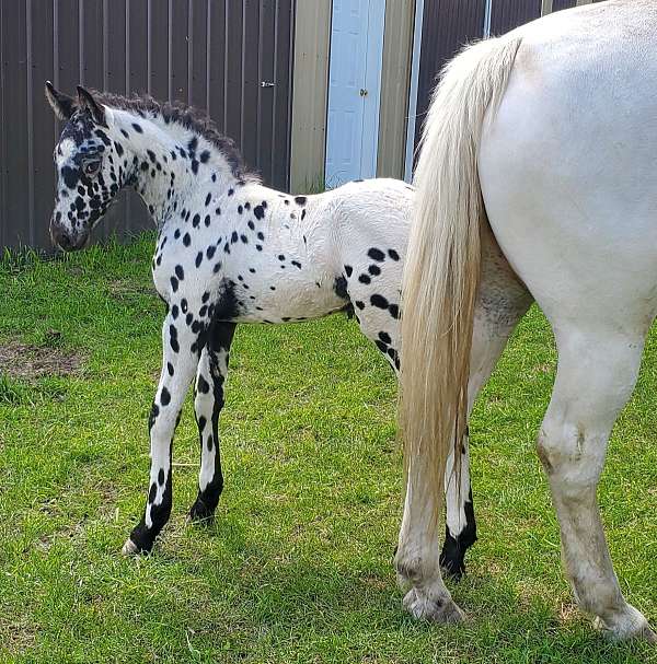 stallion-friesian-horse