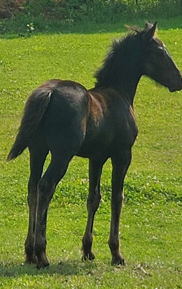 dressage-mare-stallion