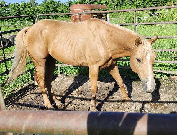 all-around-quarter-horse