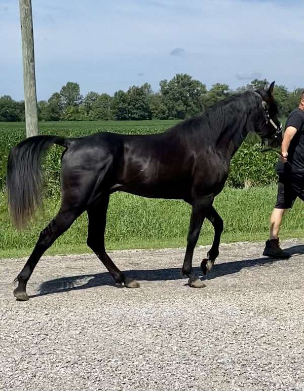homozygous-for-black-tennessee-walking-horse