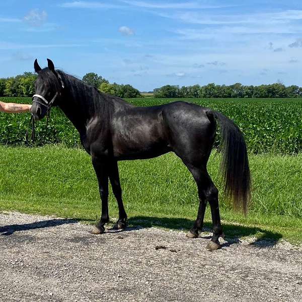 moonlight-tennessee-walking-horse