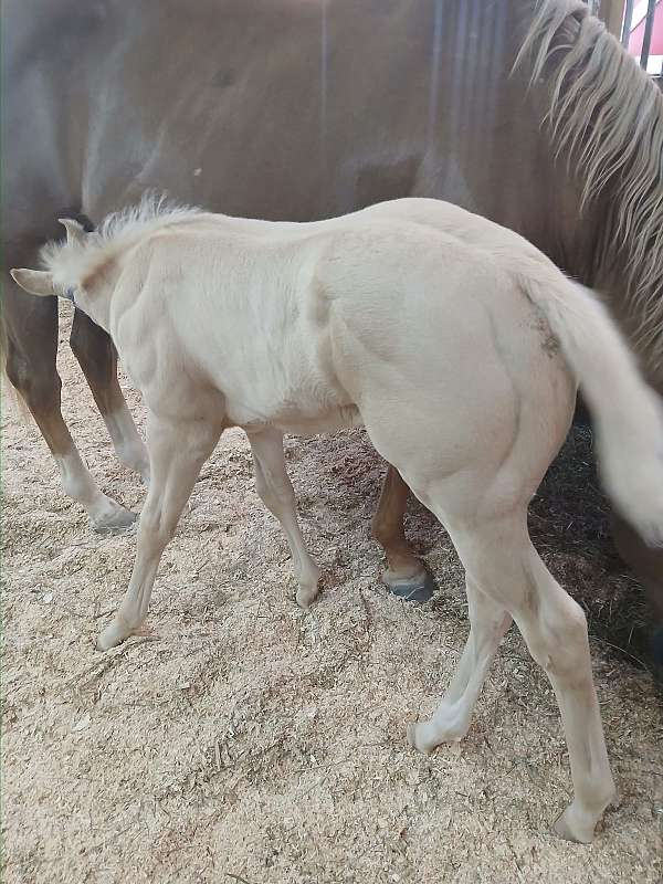 cremello-white-hind-pastern-horse