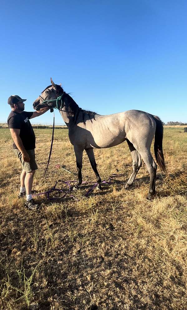 grey-thoroughbred-filly-yearling