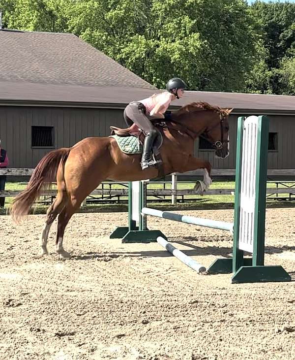 trail-trail-riding-percheron-quarter-horse